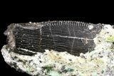 Partial Allosaurus Tooth In Sandstone - Wyoming #163394-2